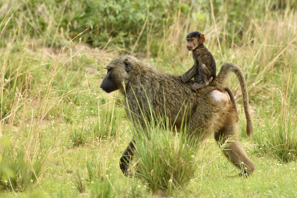Baboon and young one #natureworldadventures