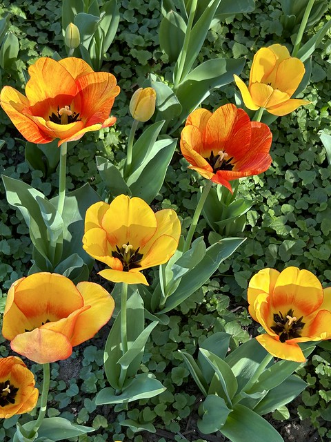 Sherwood Gardens ~ Yellow/Orange Tulips