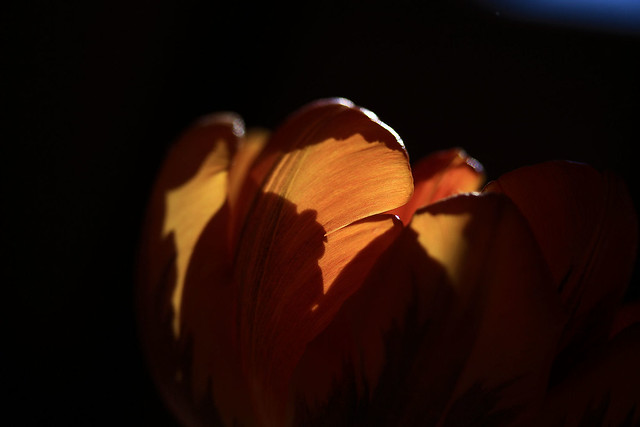 Mysterious tulip light