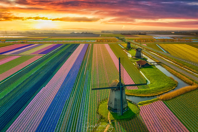 Three kings over a field of tulips in bloom - The Netherlands
