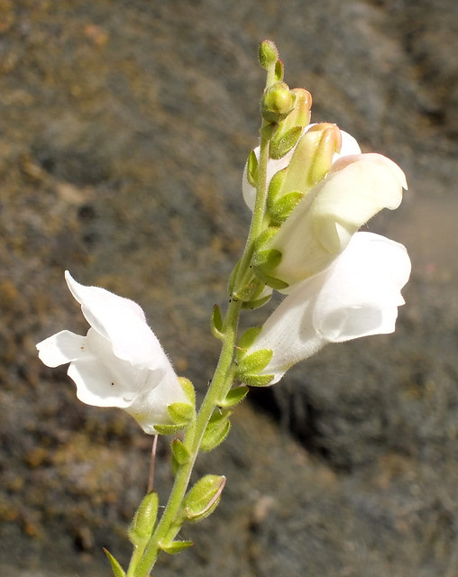 White snapdragon (Antirrhinum majus)