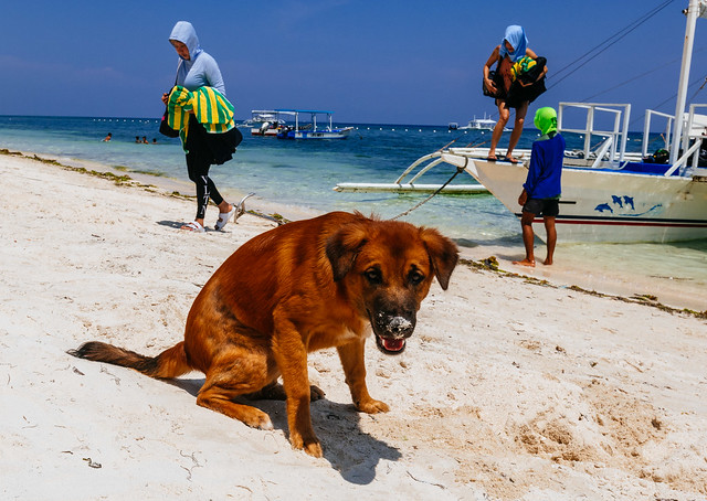 beach dog on Alona Beach