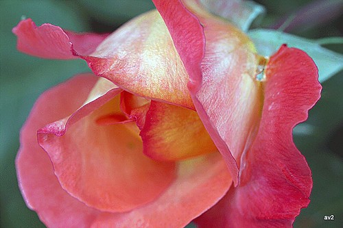 IMG_1501 | by avempace2