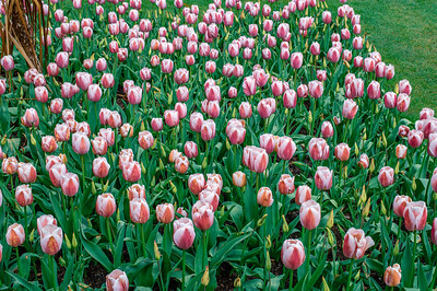 Tulip Festival Fountain Garden