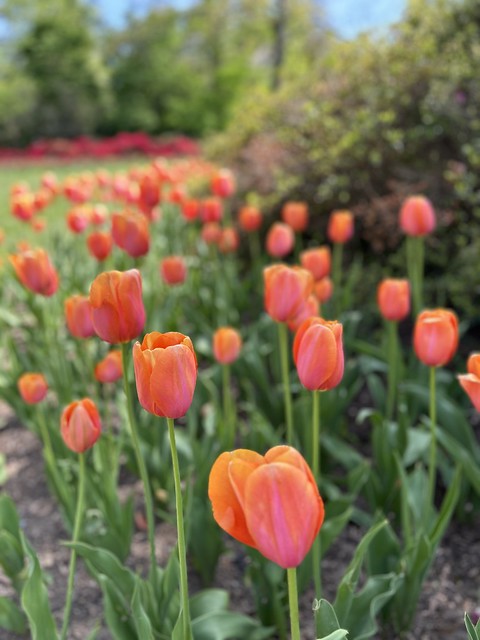 Sherwood Gardens ~ Spring flowers