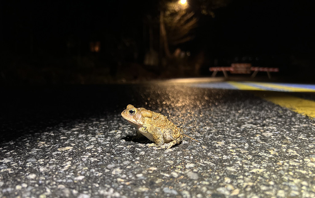Road Closed for Toads! | An American toad takes advantage of… | Flickr