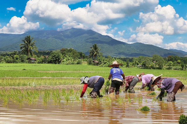 Strengthening community ties by planting rice together in Thailand