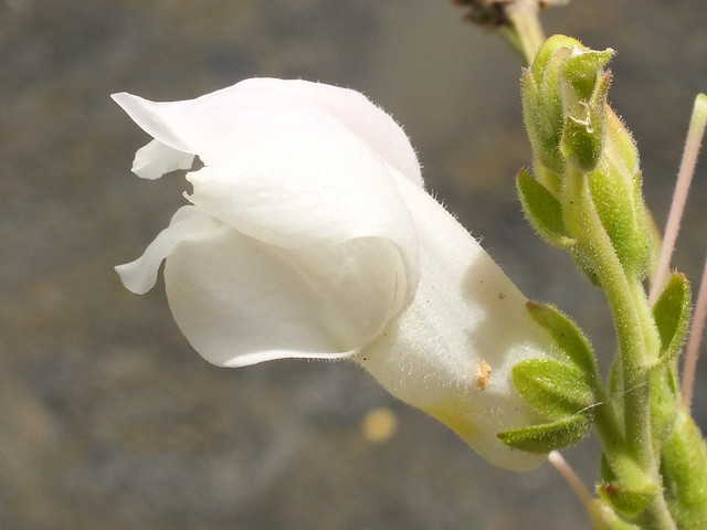 White snapdragon (Antirrhinum majus) flower
