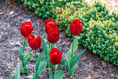 Tulip Festival Lower Orangery Garden