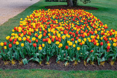 Tulip Festival Fountain Garden