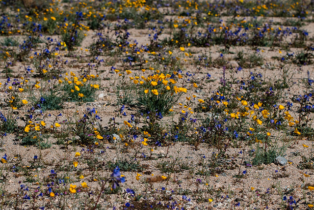 Wildflowers in a desert wash