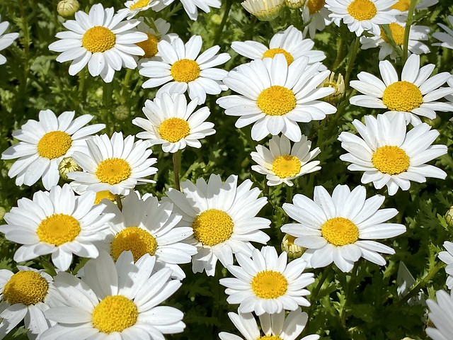 Lovely Daisies