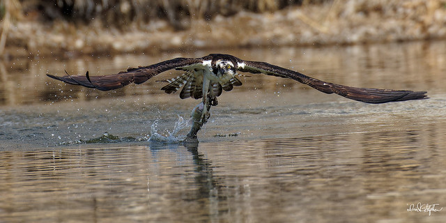 Osprey Catches A Nice Trout At St. Vrain State Park