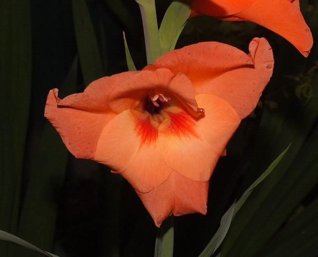 Gladioli prince of orange (Gladiolus × hortulanus) flower