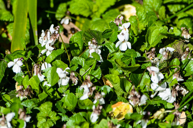 White violets, Bridgnorth