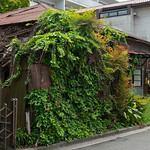 weed house