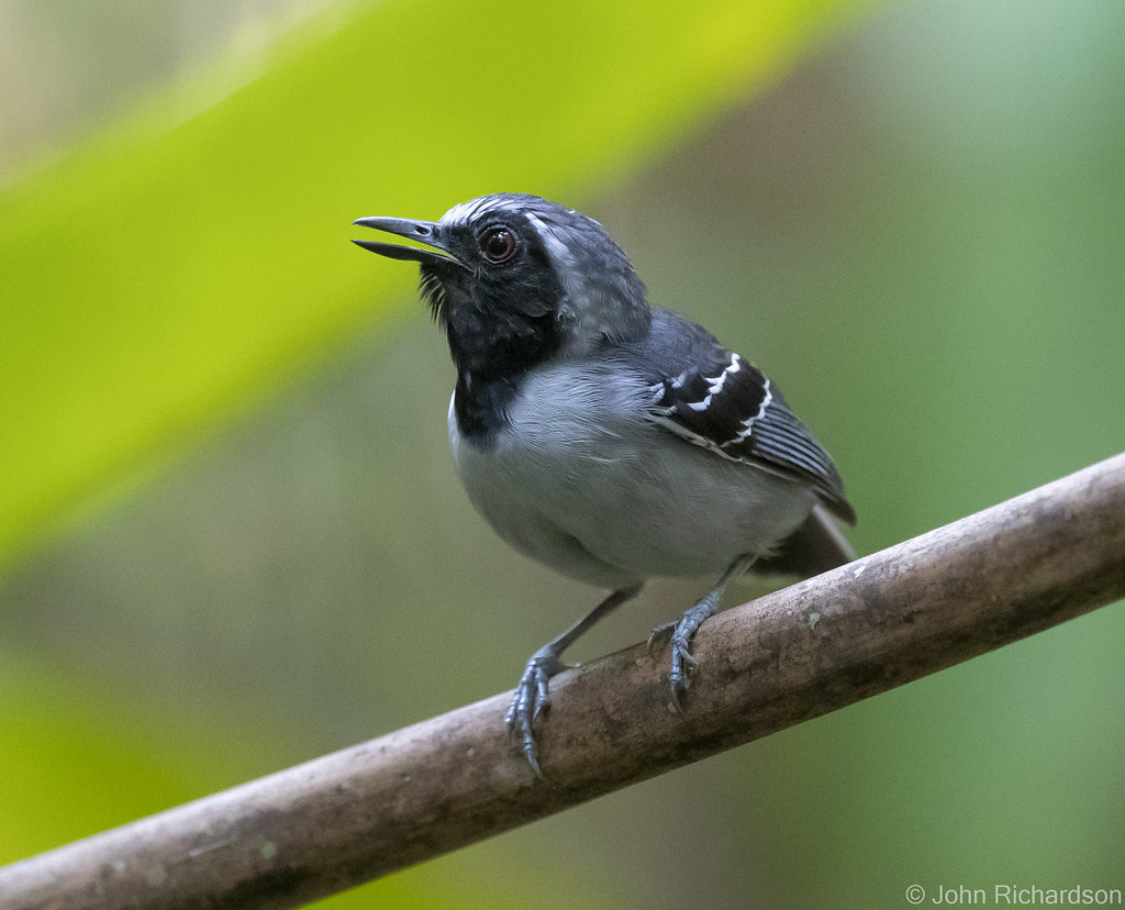 Black-faced Antbird (Myrmoborus myotherinus) - Mitú, Colombia
