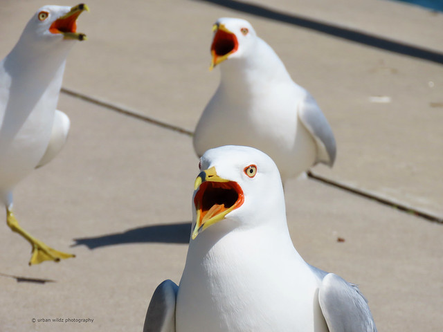 ring billed gulls in breeding form