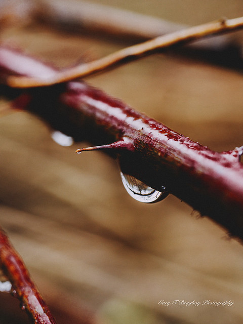 Thorns and Water Drops