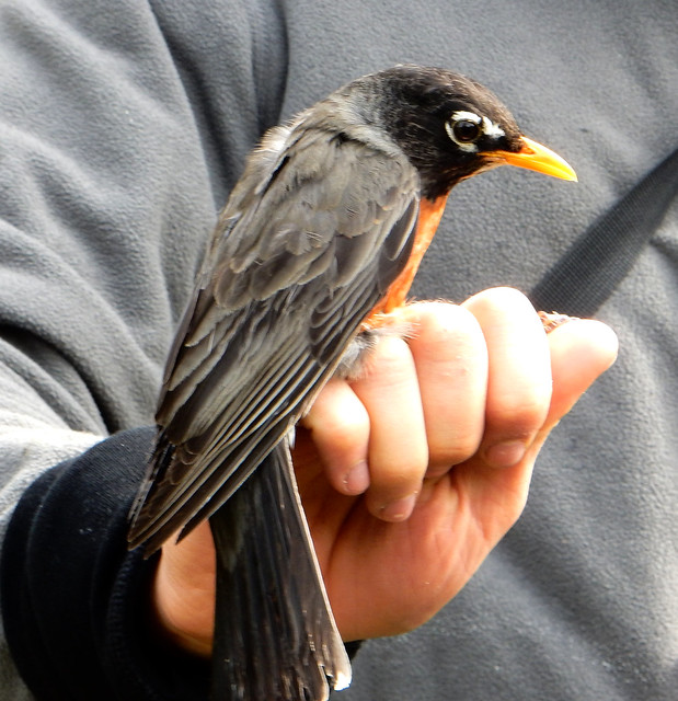 A robin just banded
