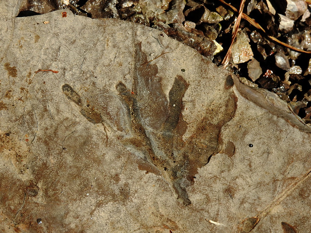 Might this be a fossilized leaf under the Five Arched Stone Bridge (1901) in Pakenham, Ontario?