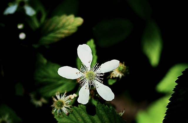 “Sawtooth Blackberry (‘Rubus argutus’)”