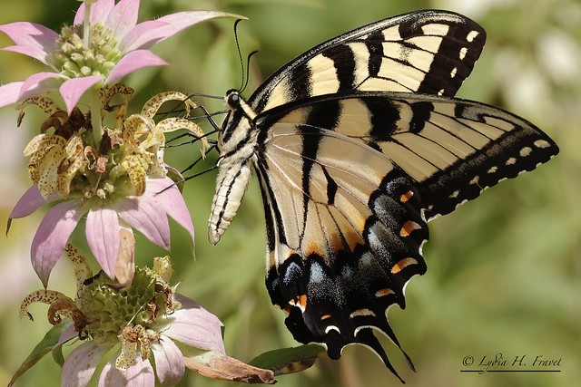 Eastern Tiger Swallowtail (Papilio glaucus syn. Pterourus glaucus) Anne Arundel County, Maryland