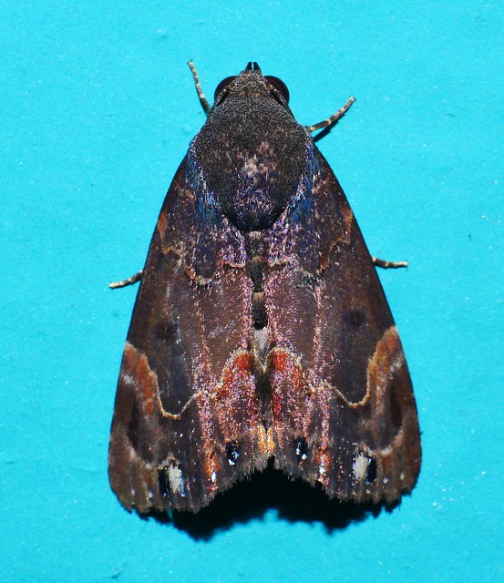Whitsunday Ebru moth Dinumma mediobrunnea Scoliopteryginae Erebidae Noctuoidea Mandalay Rainforest Airlie BeachP1040461