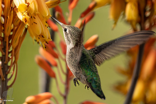 annashummingbird bird flight