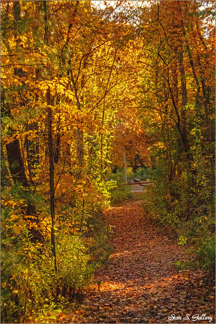 Autumn Foliage - A walk in the woods