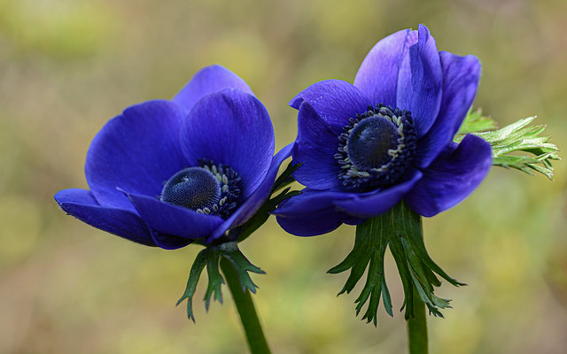 Gorgeous Anemones