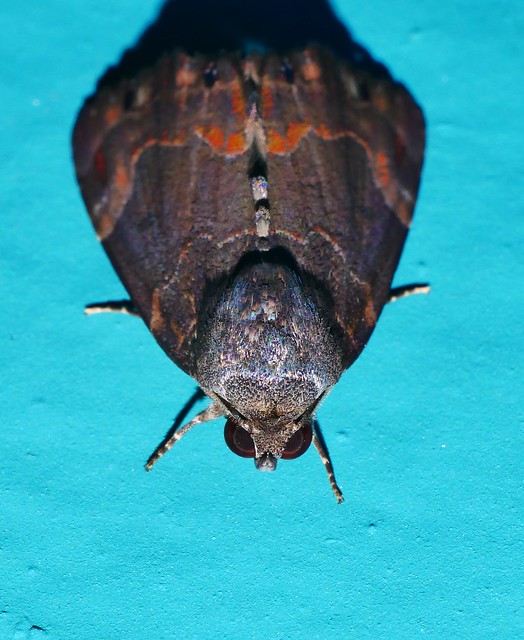 Whitsunday Ebru moth Dinumma mediobrunnea Scoliopteryginae Erebidae Noctuoidea Mandalay Rainforest Airlie BeachP1040463