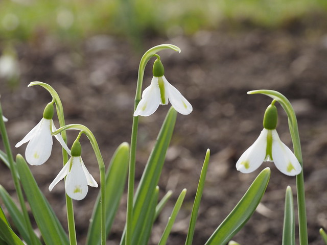 Galanthus 'Philippe Andre Mayer'