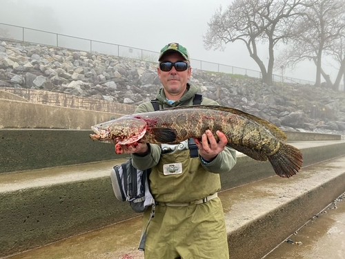 Photo of man standing on a concrete terrace holding a snakehead fish