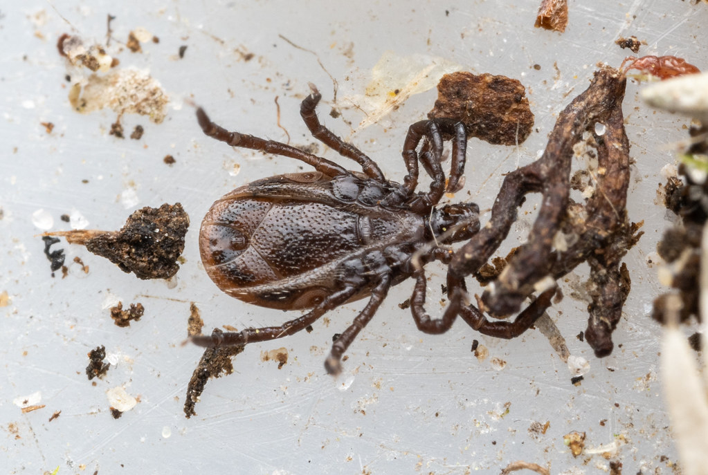 Ixodes ricinus | Ixodes ricinus m | Lloyd Davies | Flickr