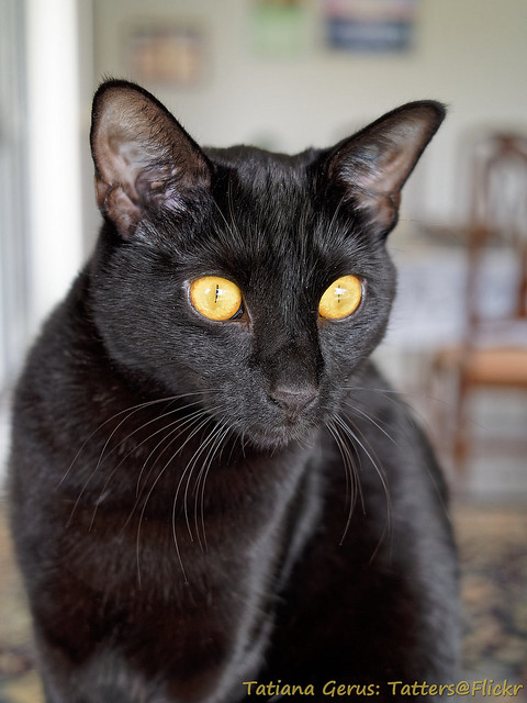 Black cat. Чиби
