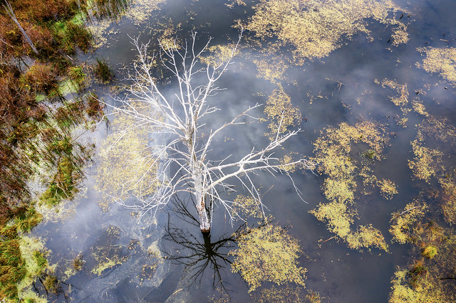 Lifeless Tree in Calm Water