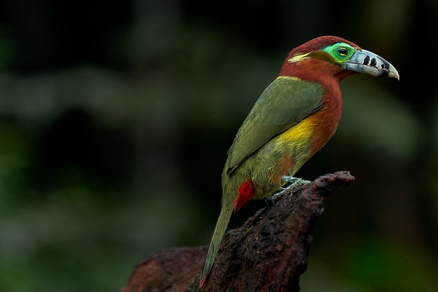 Spot-billed toucanet - female