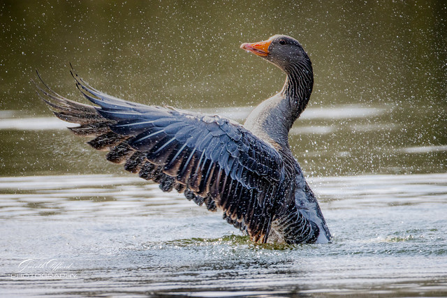 Greylag stretching it’s wings
