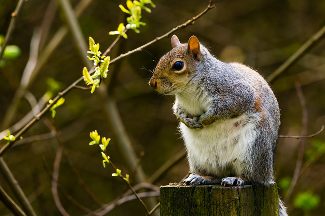 Squirrel_AW190423 (2)