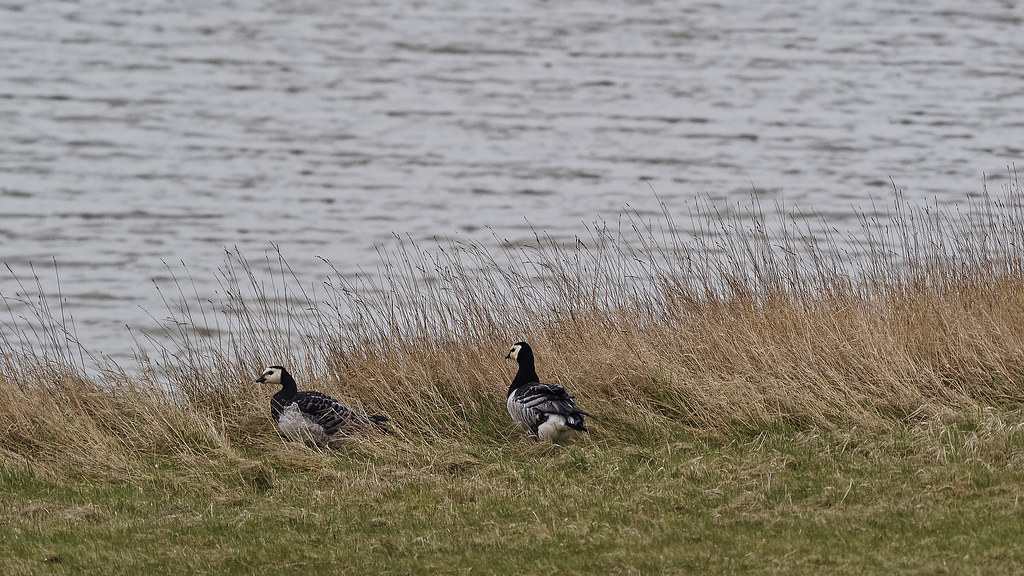 Barnacle geese on the way to the reservoir lake of Nessmersiel (Germany, East Friesland)