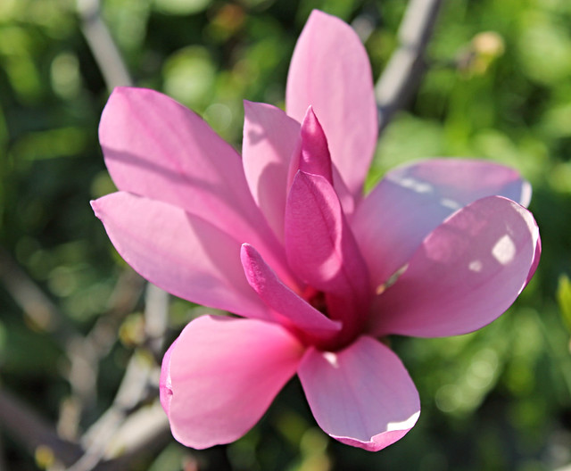 Pink Magnolia In Sunshine