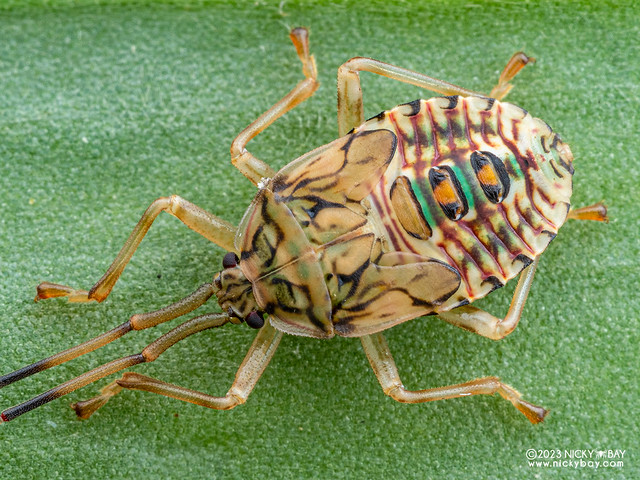 Stink bug nymph (Urostylididae) - P4156766