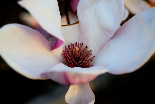 Magnolia flower white purple