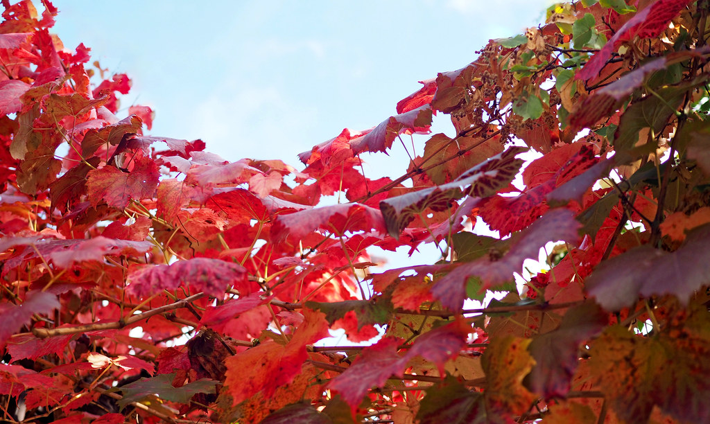 Autumn against the sky | OLYMPUS DIGITAL CAMERA | Flickr