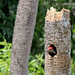 Flickr photo 'Pileated Woodpecker (Dryocopus pileatus)' by: Mary Keim.