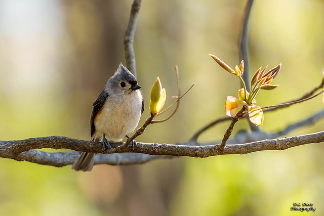 Tufted Titmouse #3 - 2021-05-08.