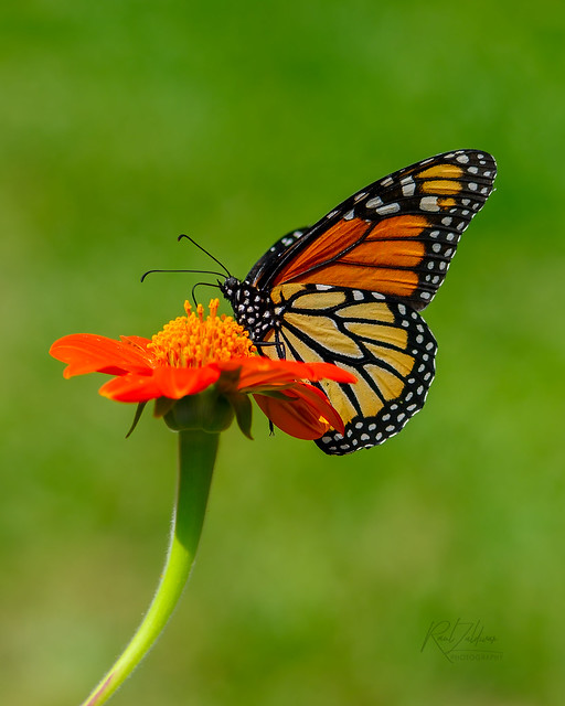 A Close Encounter with Monarch Butterflies and Their Favorite Flowers