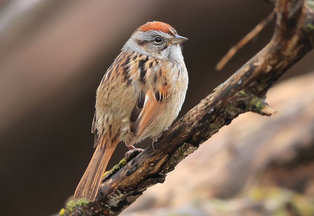 swamp sparrow at Lake Meyer Park IA 116A5181
