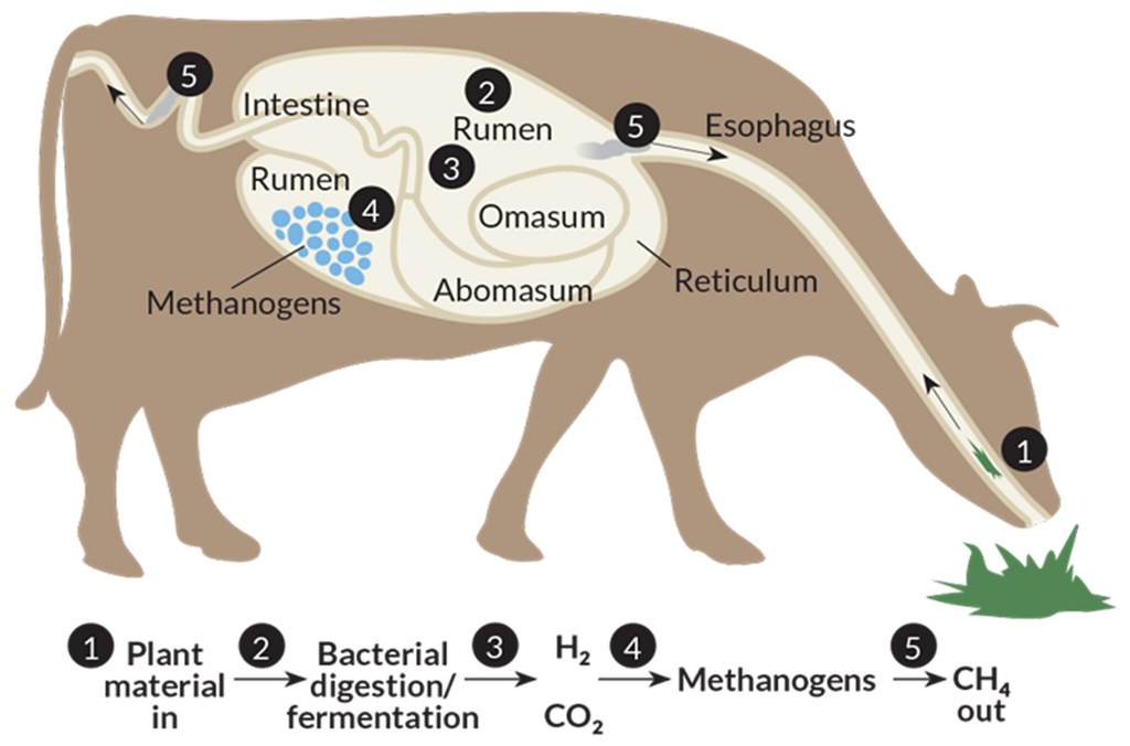瘤胃內的甲烷生成過程。圖片來源：sciencenews